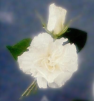 Rose and Carnation Boutonniere